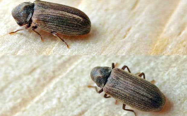 Common furniture beetle Treatment